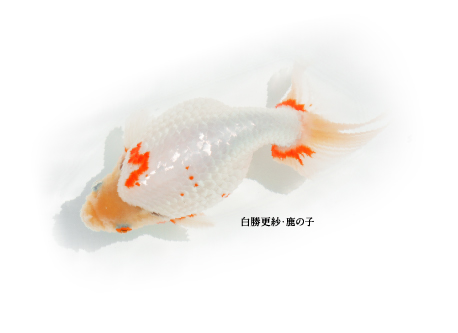 白勝更紗（鹿の子）