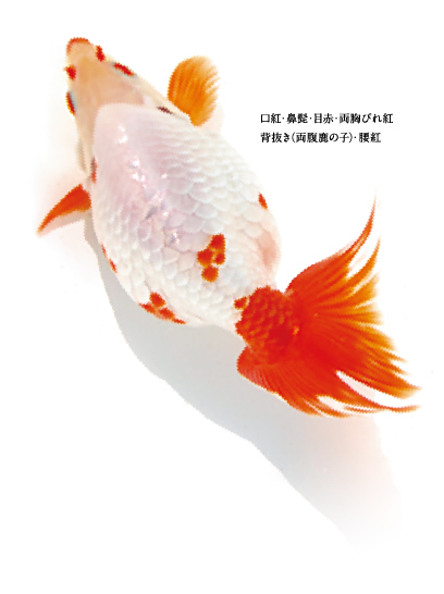 口紅・鼻髭・目赤・両胸びれ紅 背抜き（両腹鹿の子）・腰紅