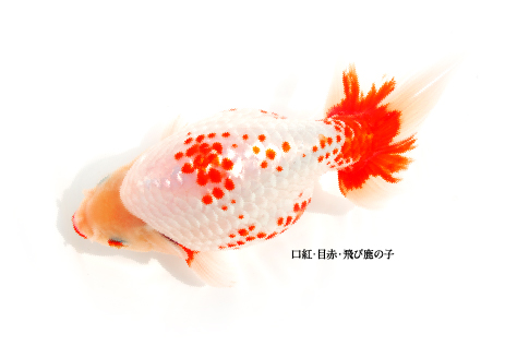 口紅・目赤・飛び鹿の子