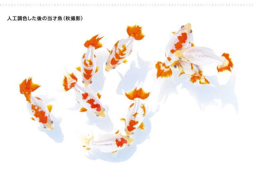 人工調色した後の当才魚（秋撮影）
